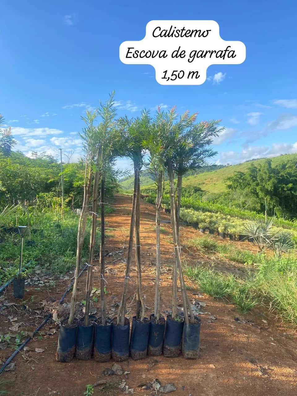 Foto: Escova-de-garrafa no viveiro do Horto Moura Brasil (etiqueta: “Calistemo Escova de garrafa 1,50 m”).
