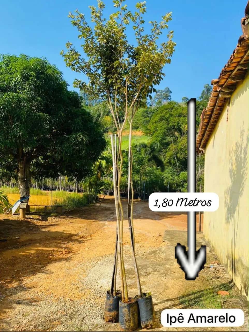 Foto: Ipê-amarelo no viveiro do Horto Moura Brasil (etiqueta: “1,80 Metros | Ipê Amarelo”).