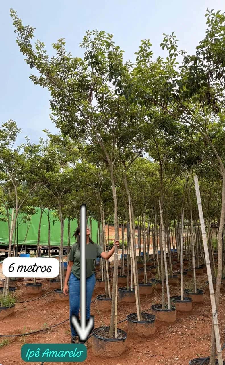 Foto: Ipê-amarelo no viveiro do Horto Moura Brasil (etiqueta: “6 metros | Ipê Amarelo”).