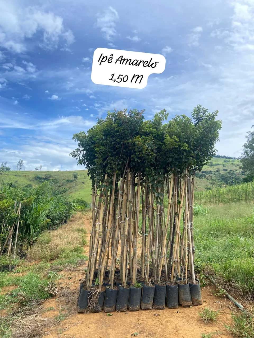 Foto: Ipê-amarelo no viveiro do Horto Moura Brasil (etiqueta: “Ipê Amarelo 1,50 M”).