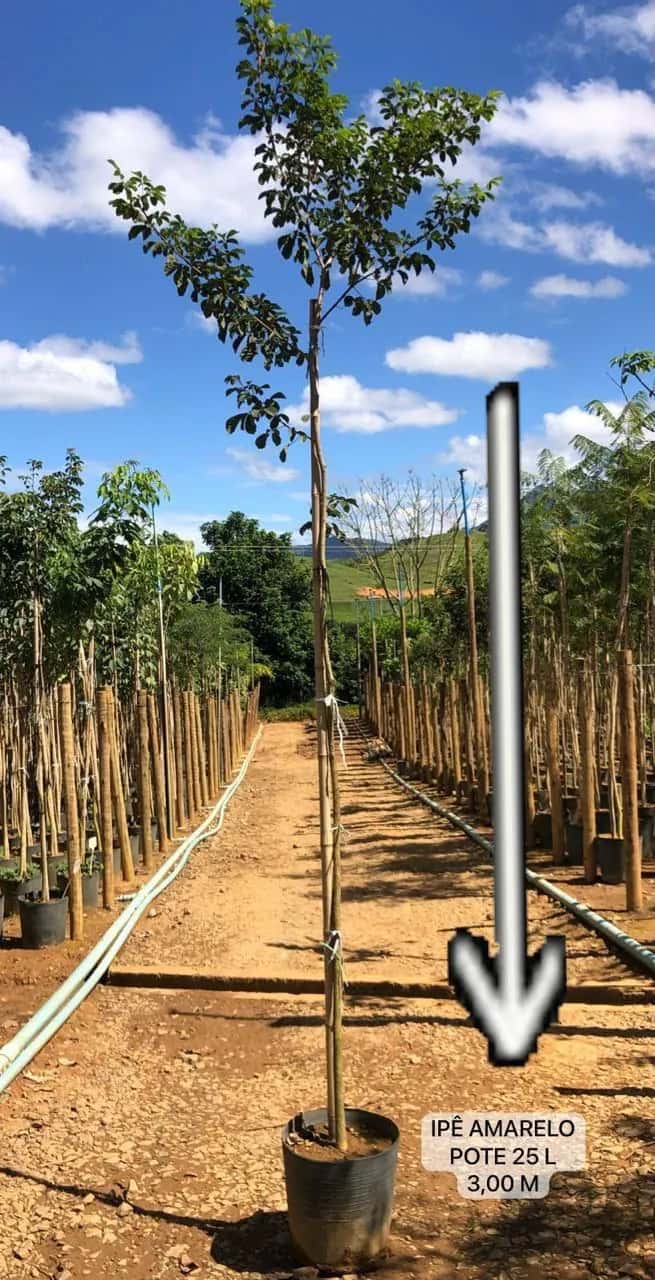 Foto: Ipê-amarelo no viveiro do Horto Moura Brasil (etiqueta: “IPÊ AMARELO POTE 25 L 3,00 M”).