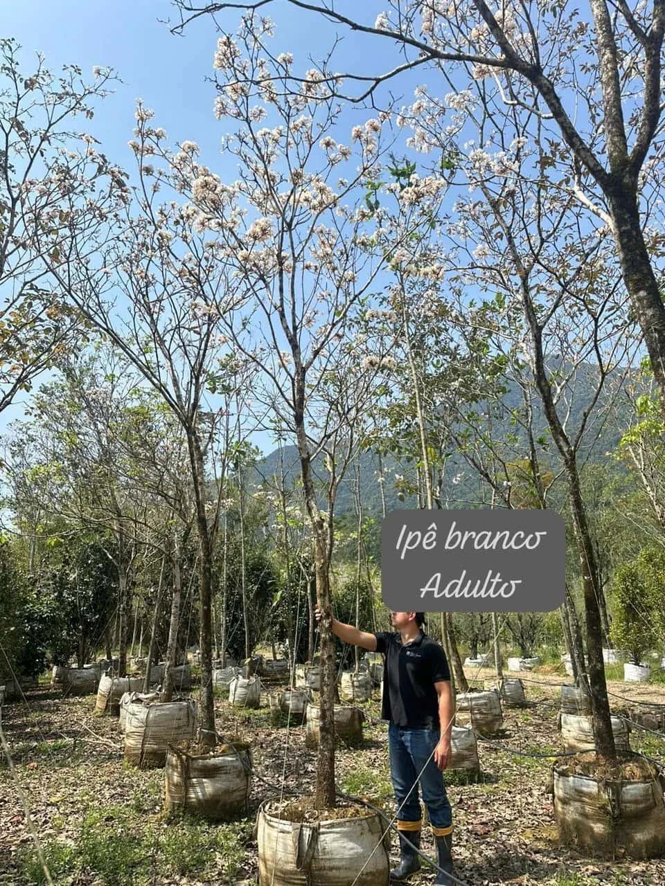 Foto: Ipê-branco no viveiro do Horto Moura Brasil (etiqueta: “Ipê branco Adulto”).