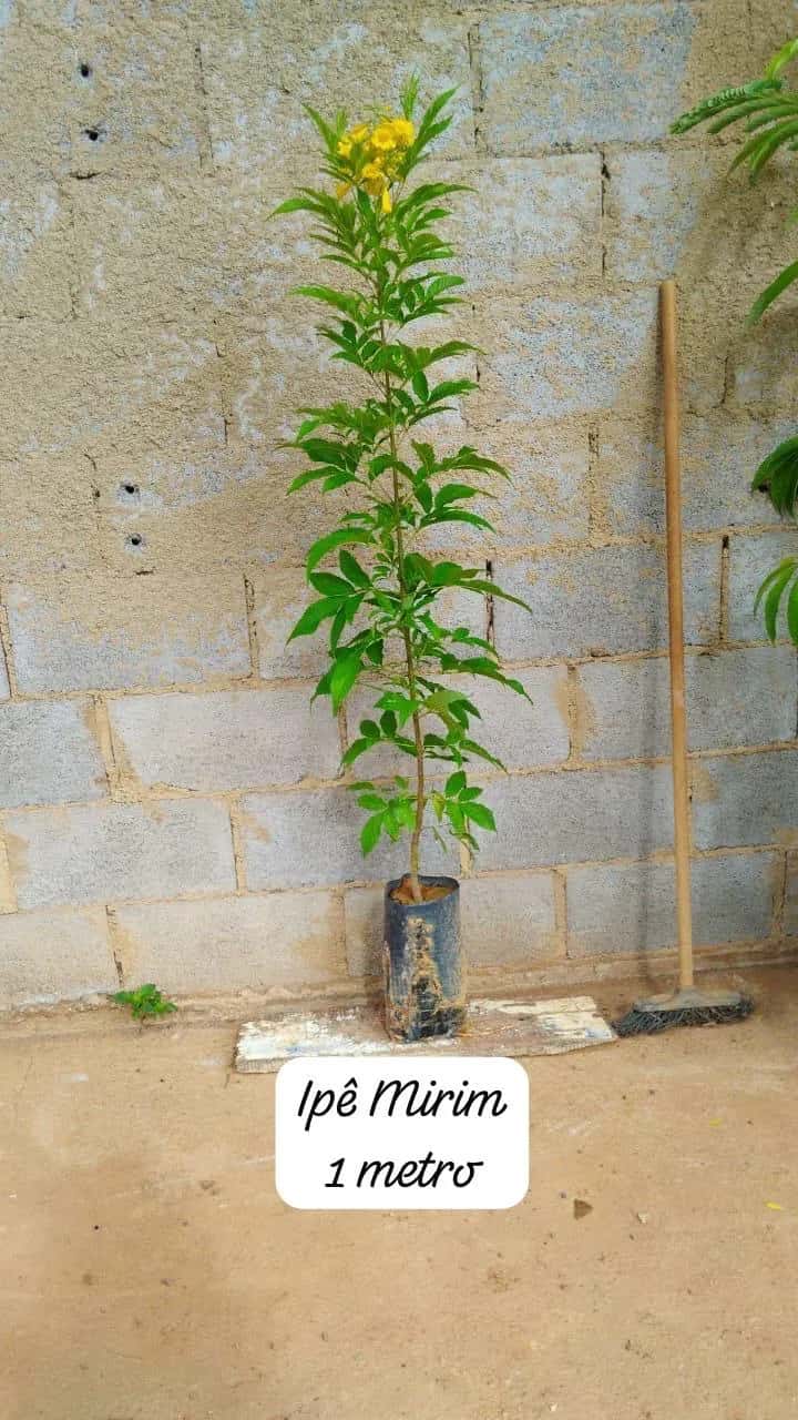 Foto: Ipê-mirim no viveiro do Horto Moura Brasil (etiqueta: “Ipê Mirim 1 metro”).