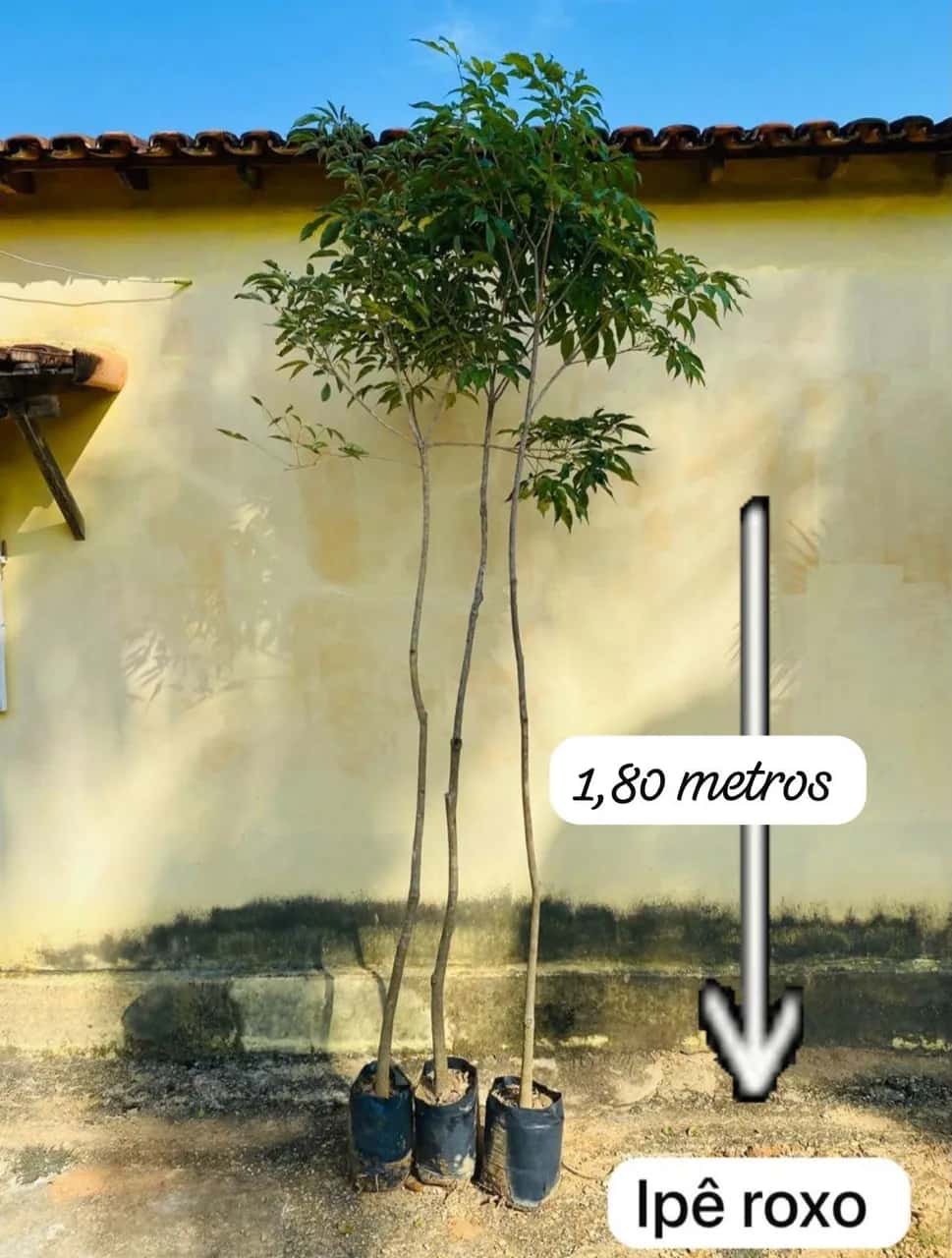 Foto: Ipê-roxo no viveiro do Horto Moura Brasil (etiqueta: “1,80 metros | Ipê roxo”).