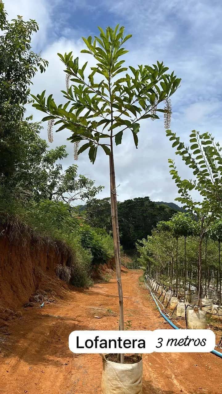 Foto: Lofantera no viveiro do Horto Moura Brasil (etiqueta: “Lofantera | 3 metros”).