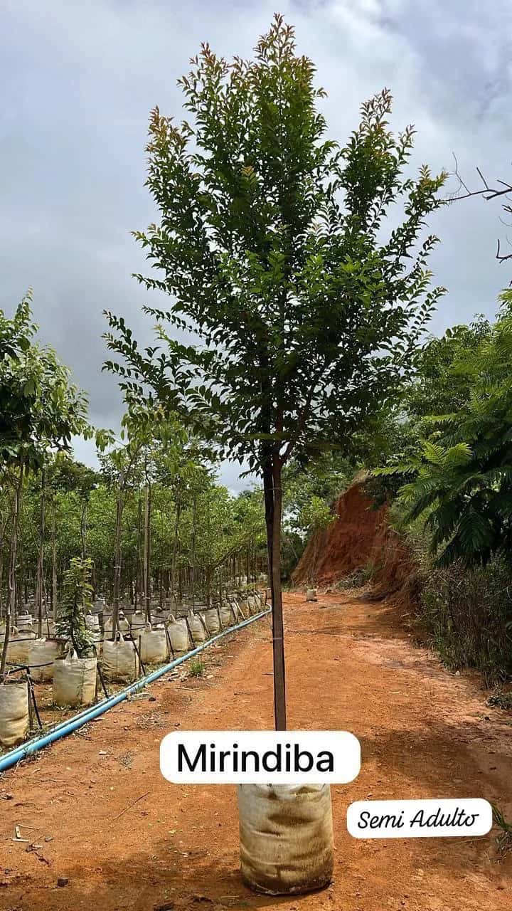 Foto: Mirindiba no viveiro do Horto Moura Brasil (etiqueta: “Mirindiba | Semi Adulto”).