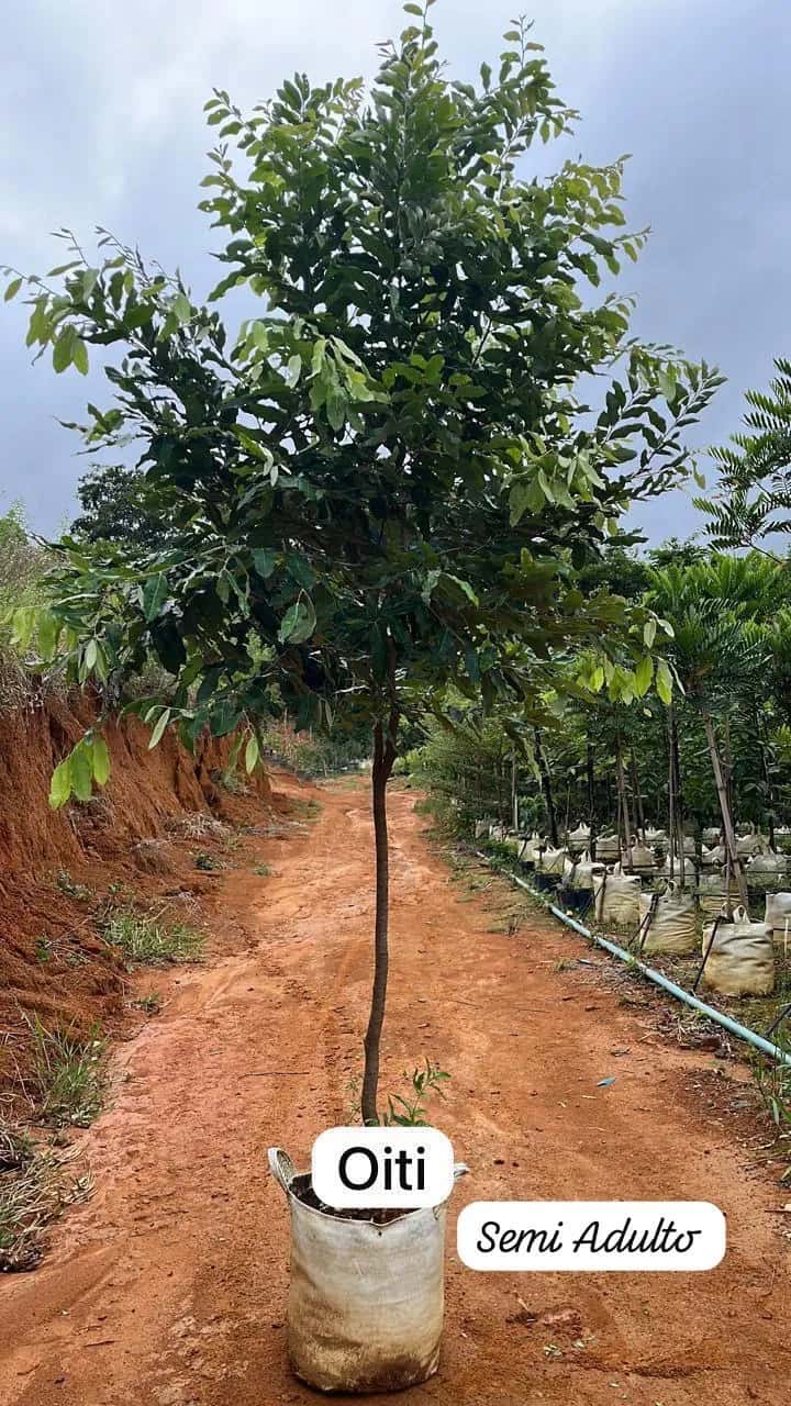 Foto: Oiti no viveiro do Horto Moura Brasil (etiqueta: “Oiti | Semi Adulto”).