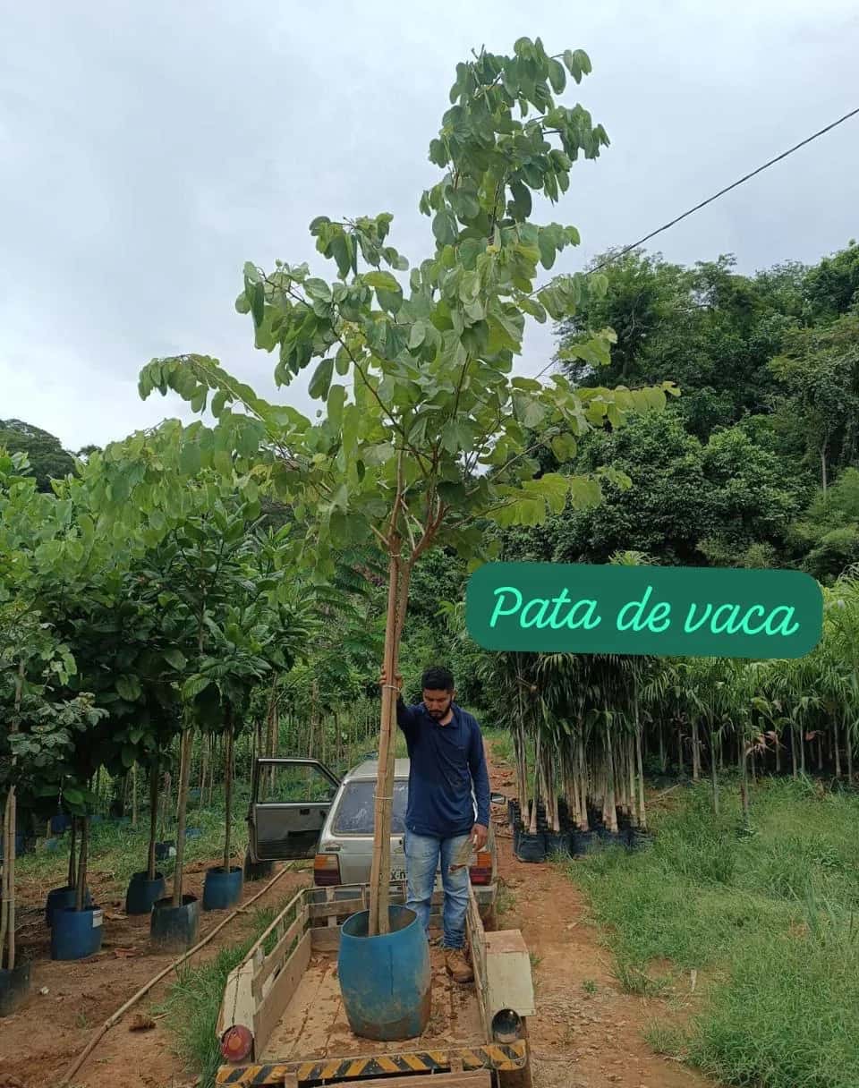 Foto: Pata-de-vaca no viveiro do Horto Moura Brasil (etiqueta: “Pata de vaca”).