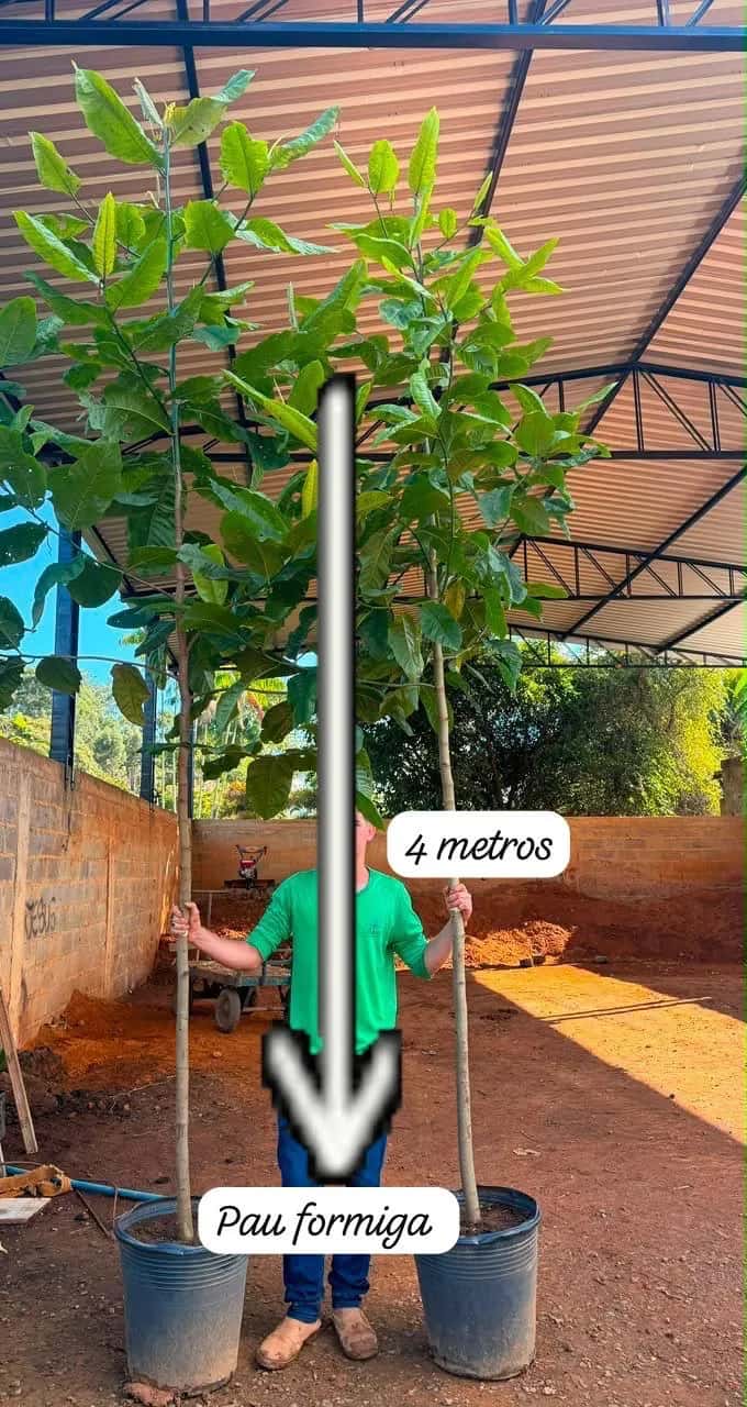 Foto: Pau-formiga no viveiro do Horto Moura Brasil (etiqueta: “4 metros | Pau formiga”).