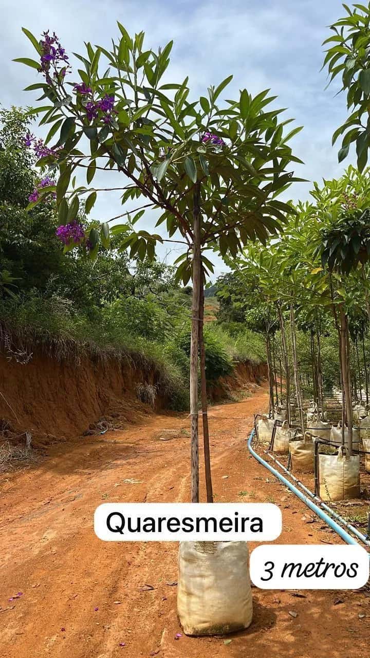 Foto: Quaresmeira no viveiro do Horto Moura Brasil (etiqueta: “Quaresmeira | 3 metros”).