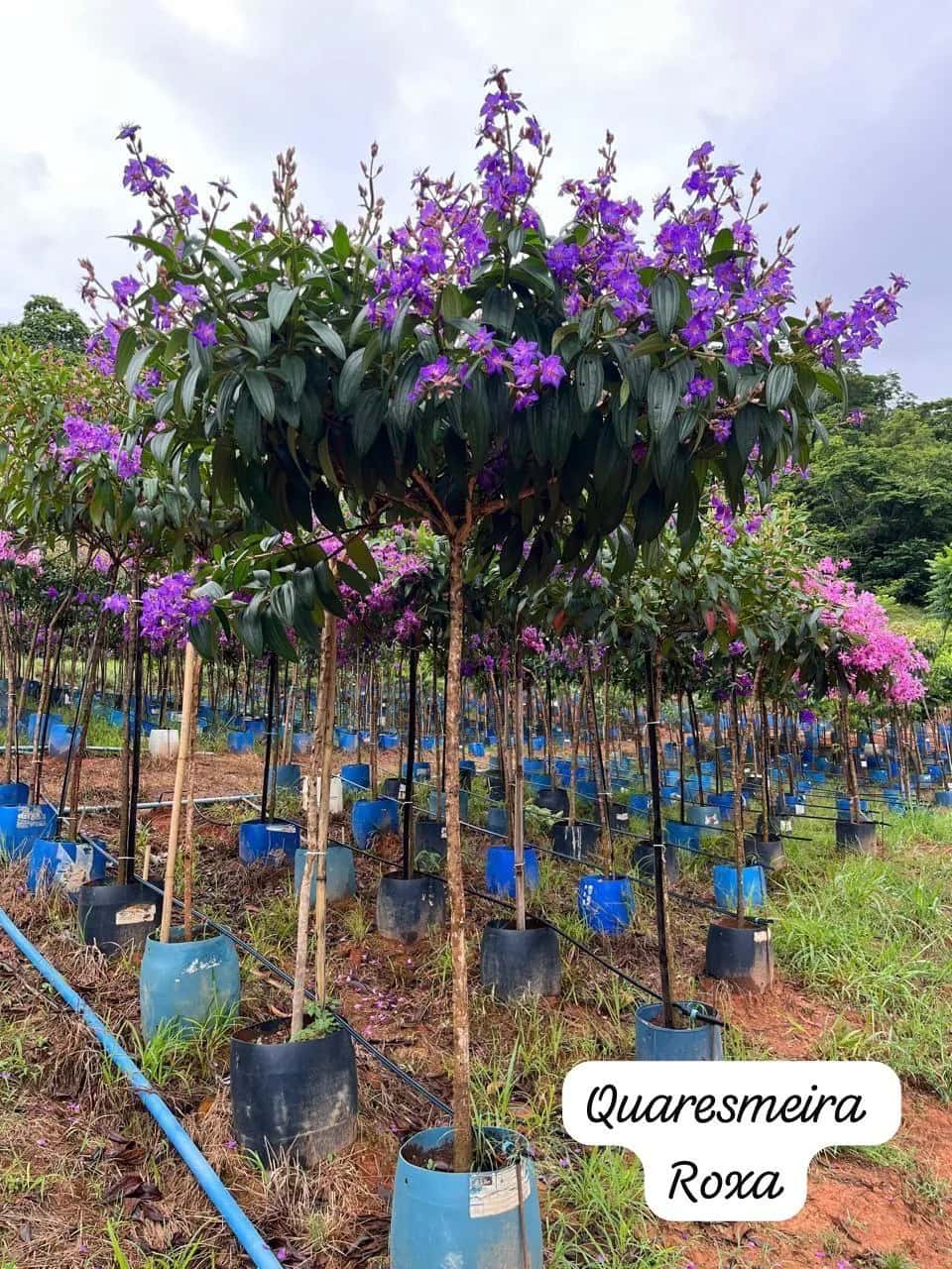 Foto: Quaresmeira no viveiro do Horto Moura Brasil (etiqueta: “Quaresmeira Roxa”).