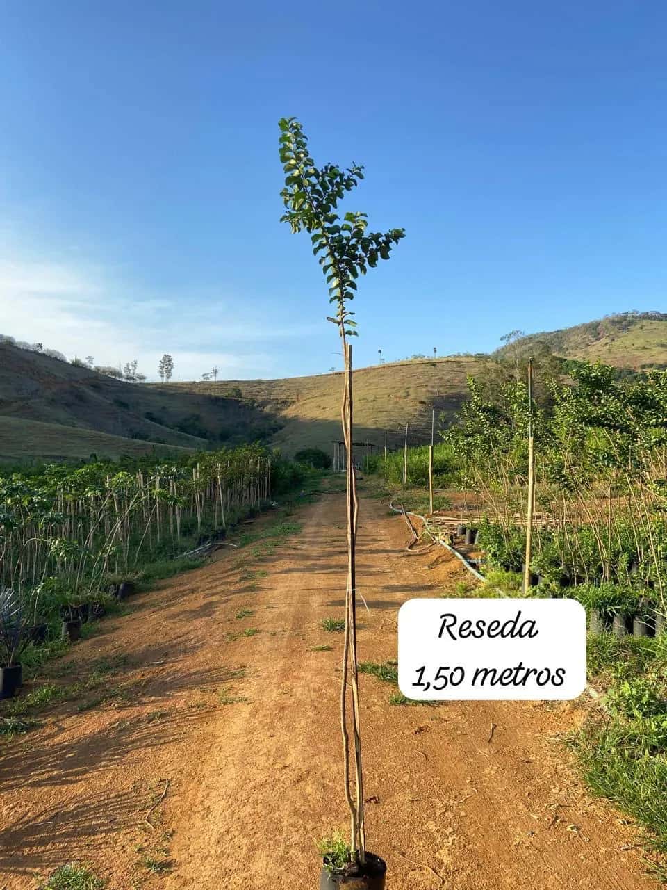 Foto: Resedá no viveiro do Horto Moura Brasil (etiqueta: “Reseda 1,50 metros”).