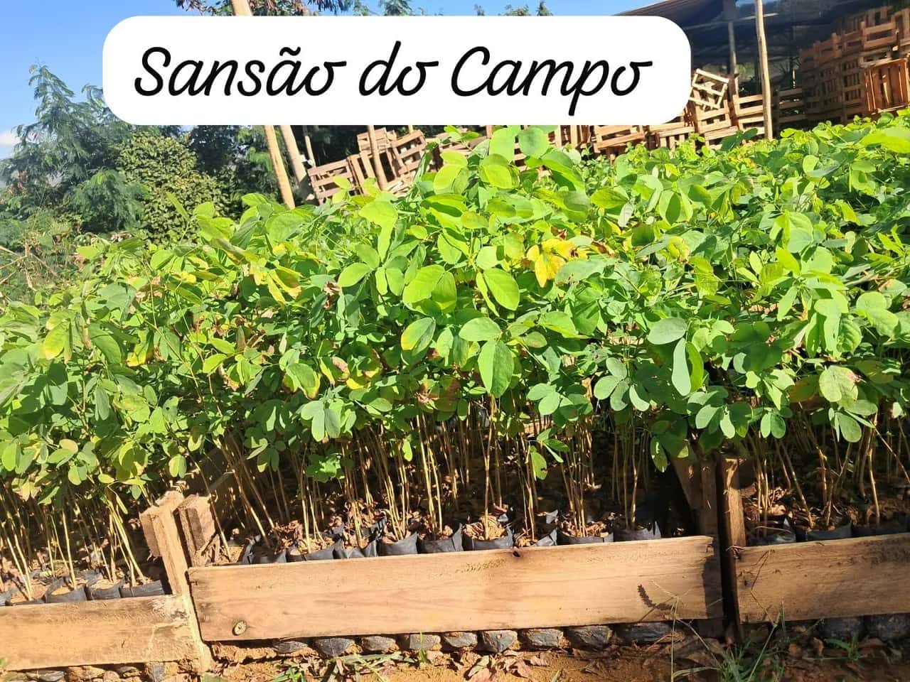 Foto: Sansão-do-campo no viveiro do Horto Moura Brasil (etiqueta: “Sansão do Campo”).
