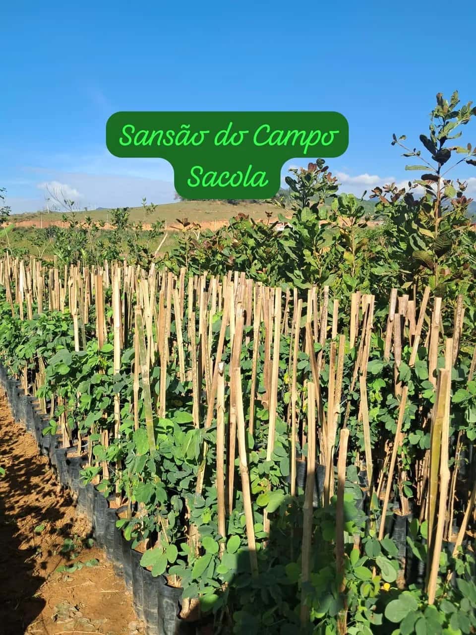 Foto: Sansão-do-campo no viveiro do Horto Moura Brasil (etiqueta: “Sansão do Campo Sacola”).