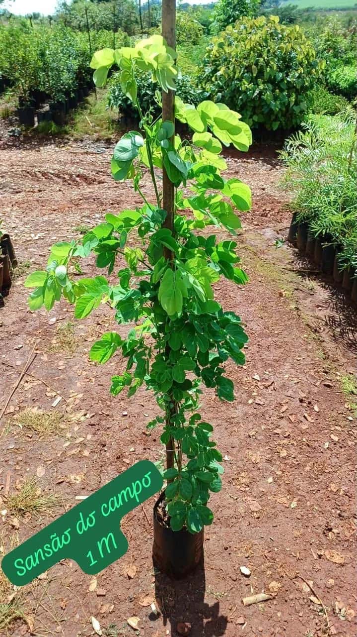 Foto: Sansão-do-campo no viveiro do Horto Moura Brasil (etiqueta: “Sansão do campo 1 M”).