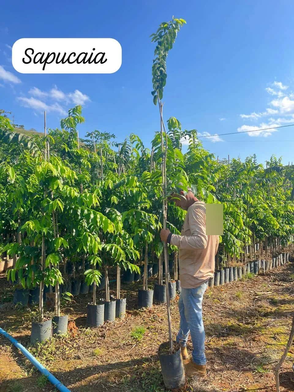 Foto: Sapucaia no viveiro do Horto Moura Brasil (etiqueta: “Sapucaia”).