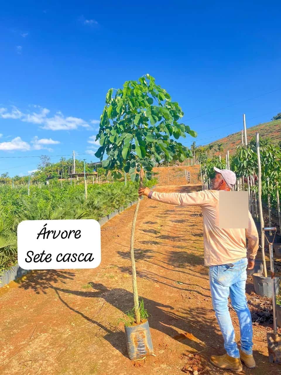 Foto: Sete-cascas no viveiro do Horto Moura Brasil (etiqueta: “Árvore Sete casca”).