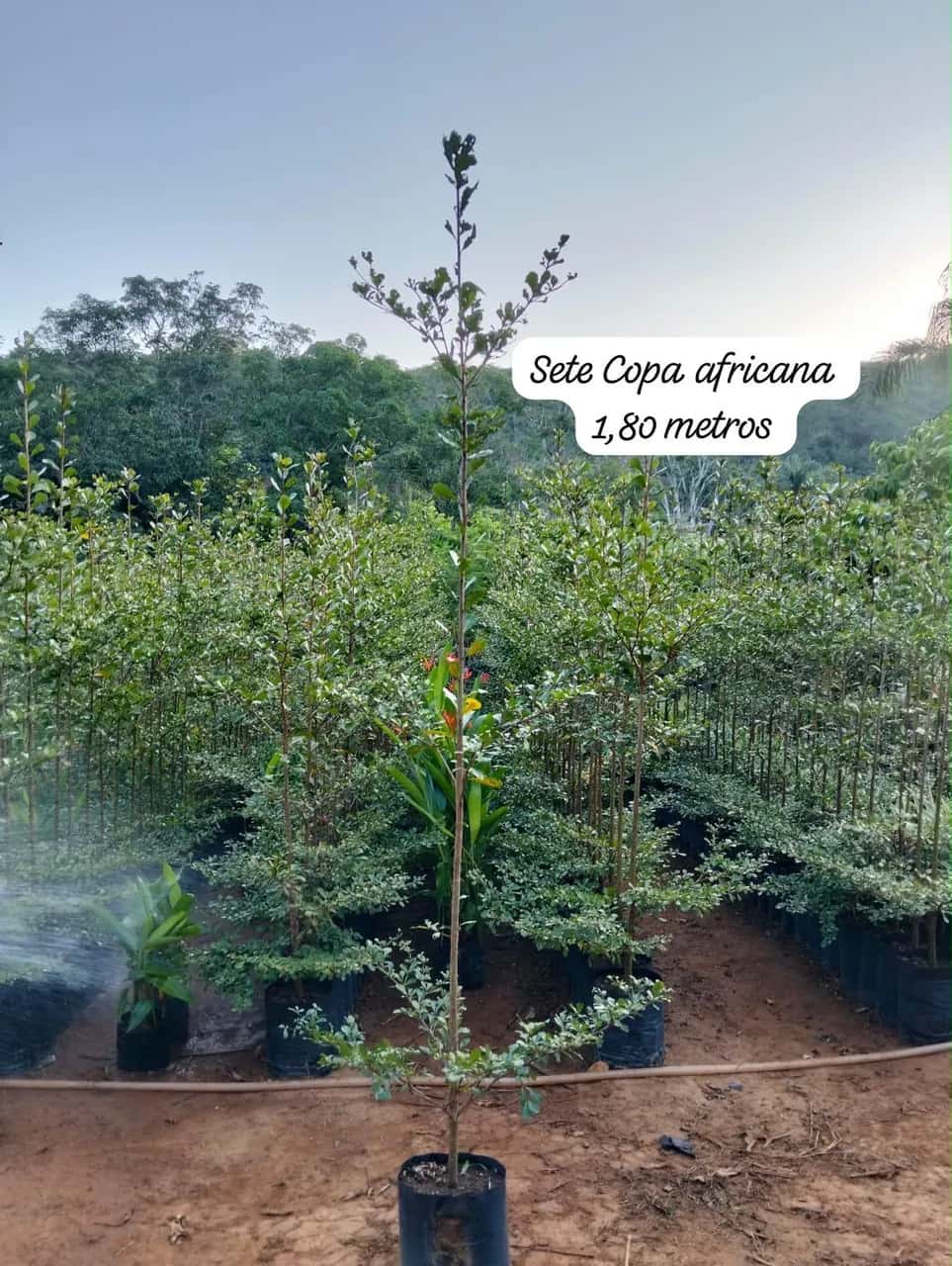 Foto: Sete-copas-africana no viveiro do Horto Moura Brasil (etiqueta: “Sete Copa africana 1,80 metros”).