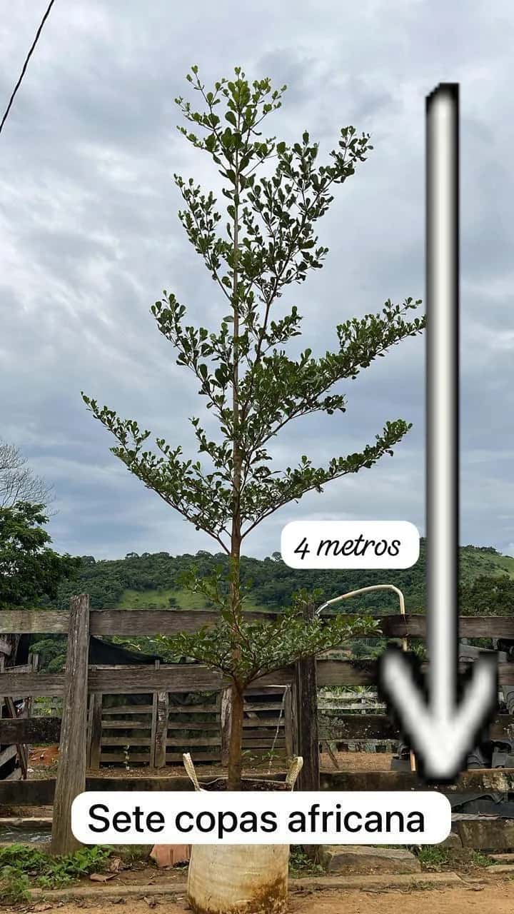 Foto: Sete-copas-africana no viveiro do Horto Moura Brasil (etiqueta: “4 metros | Sete copas africana”).