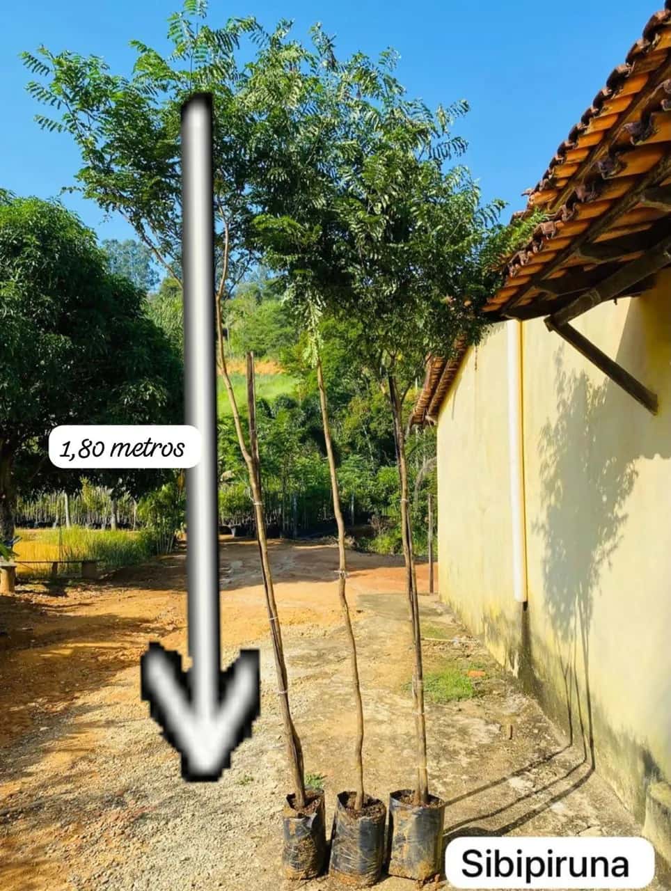 Foto: Sibipiruna no viveiro do Horto Moura Brasil (etiqueta: “1,80 metros | Sibipiruna”).