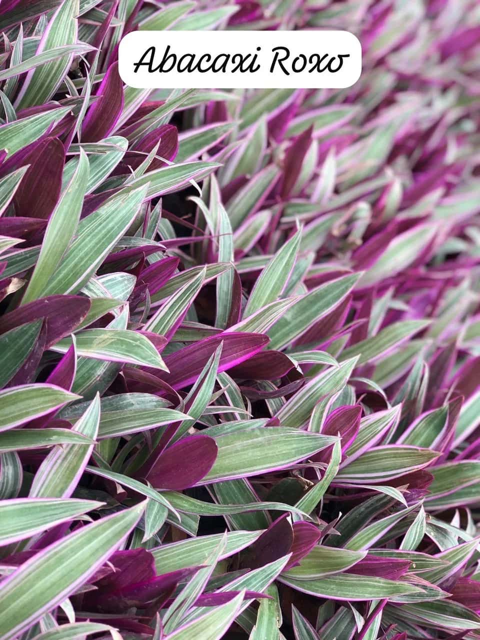 Foto: Abacaxi-roxo no viveiro do Horto Moura Brasil (etiqueta: “Abacaxi Roxo”).
