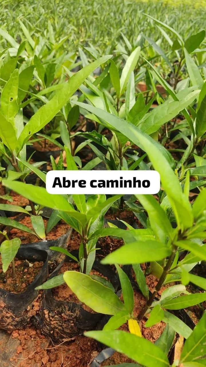 Foto: Abre-caminho no viveiro do Horto Moura Brasil (etiqueta: “Abre caminho”).