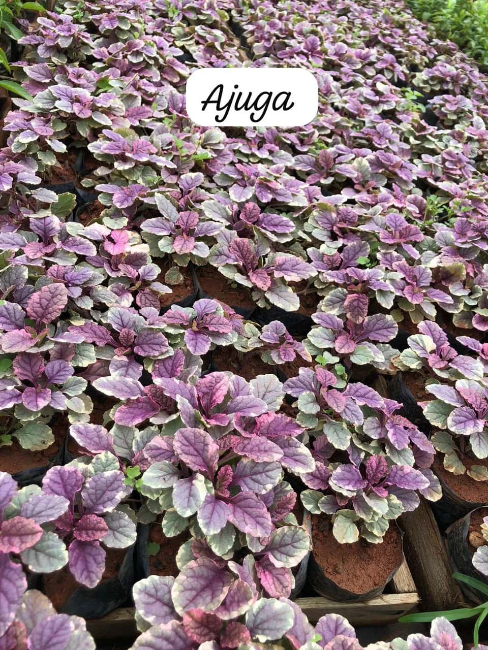 Foto: Ajuga no viveiro do Horto Moura Brasil (etiqueta: “Ajuga”).
