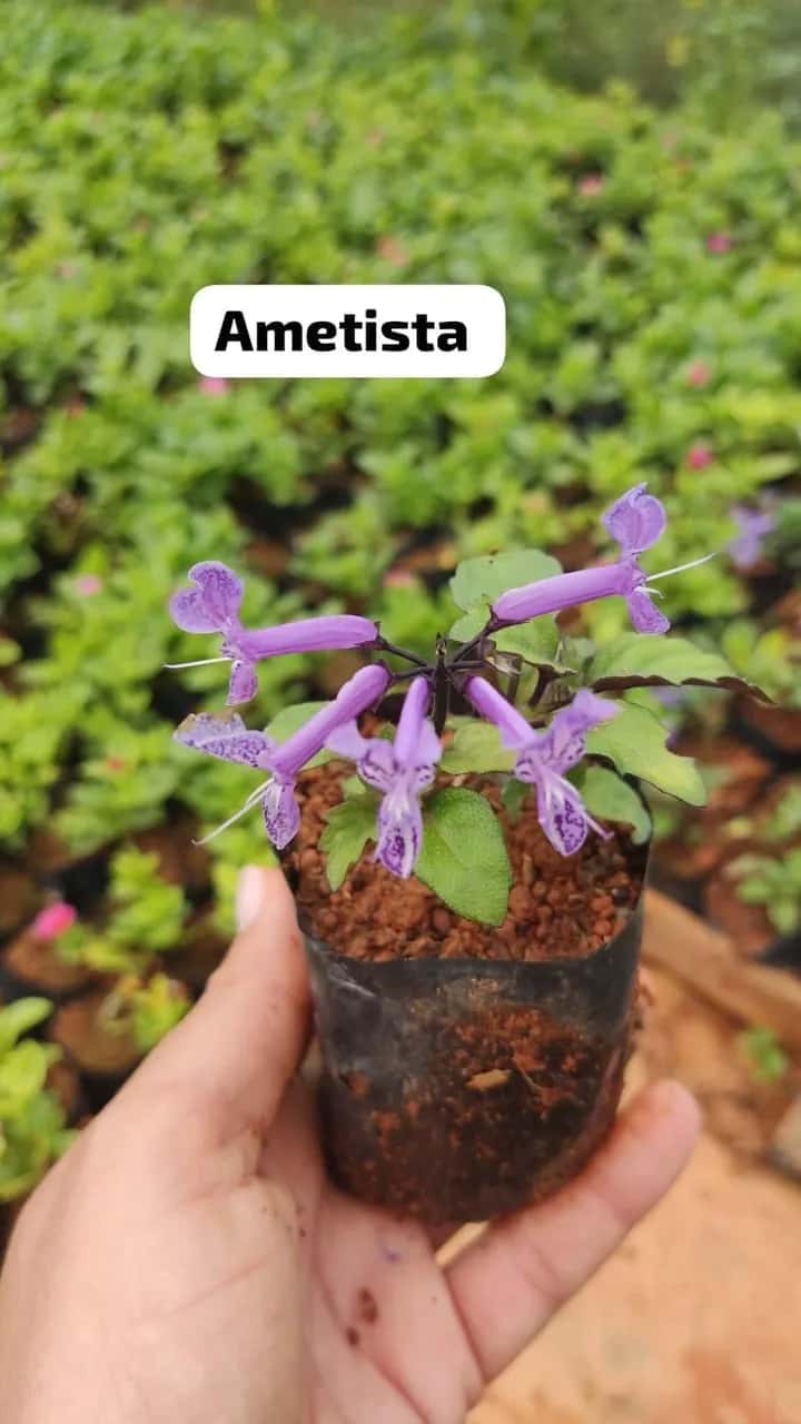 Foto: Ametista no viveiro do Horto Moura Brasil (etiqueta: “Ametista”).