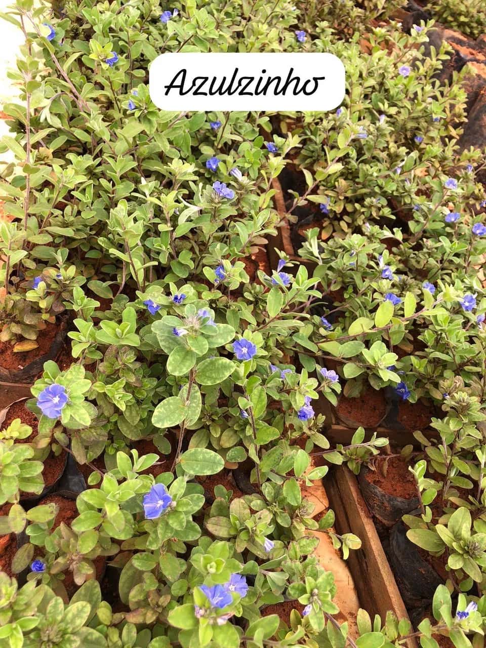 Foto: Azulzinha no viveiro do Horto Moura Brasil (etiqueta: “Azulzinho”).