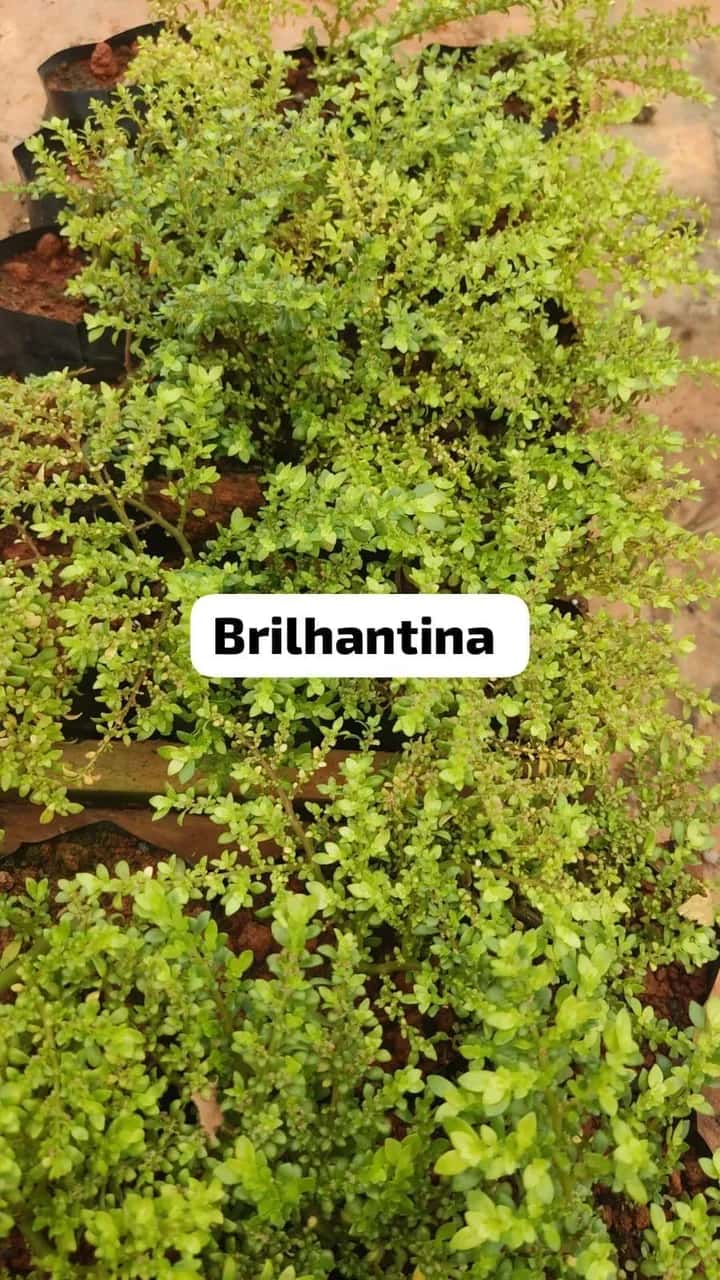 Foto: Brilhantina no viveiro do Horto Moura Brasil (etiqueta: “Brilhantina”).