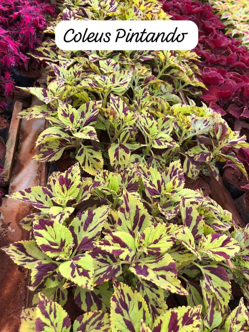 Foto: Coleus pintado no viveiro do Horto Moura Brasil (etiqueta: “Coleus Pintando”).
