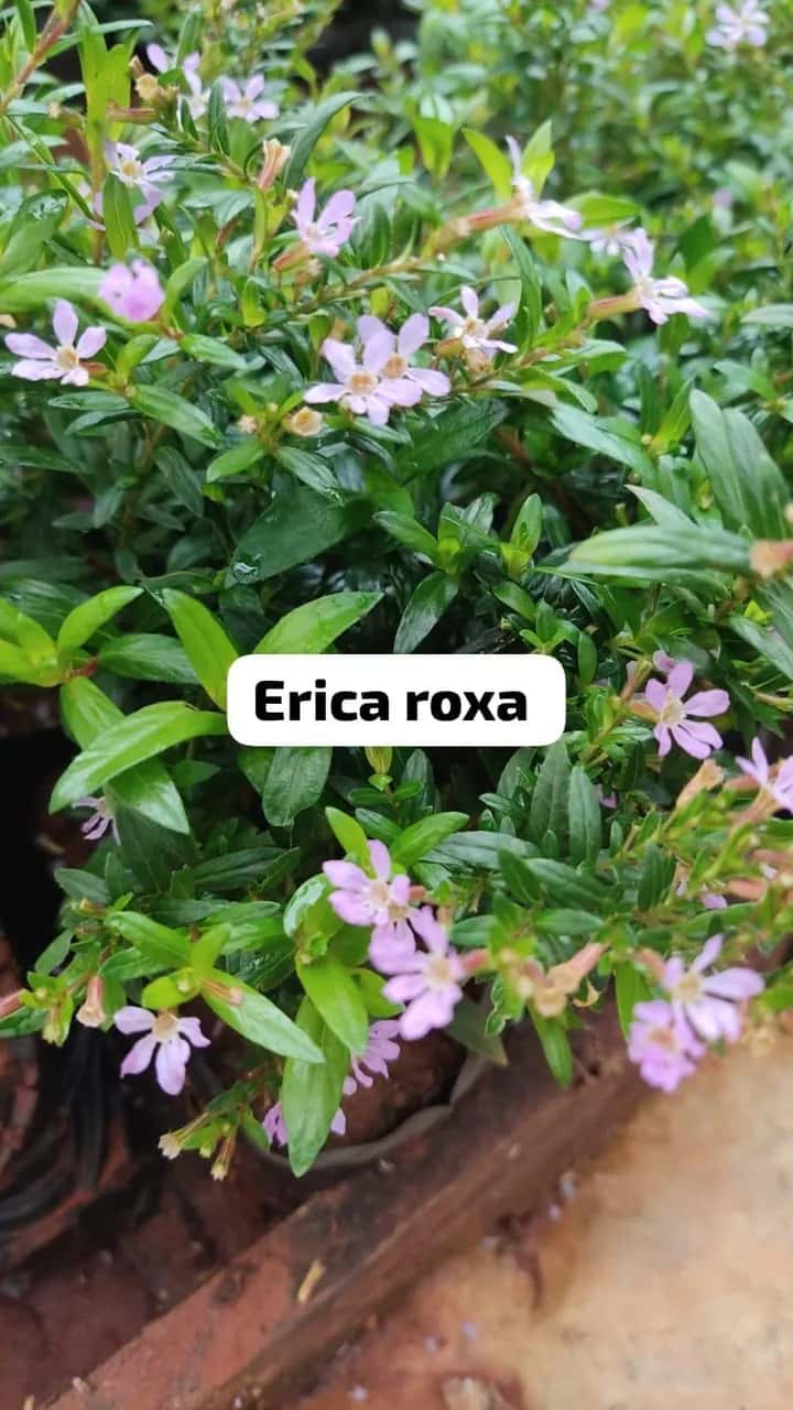 Foto: Érica roxa no viveiro do Horto Moura Brasil (etiqueta: “Erica roxa”).