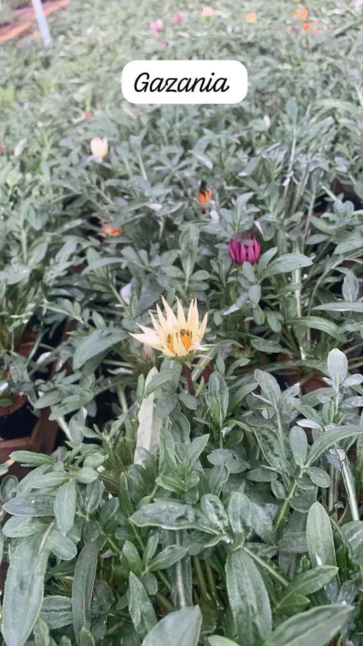 Foto: Gazânia no viveiro do Horto Moura Brasil (etiqueta: “Gazania”).