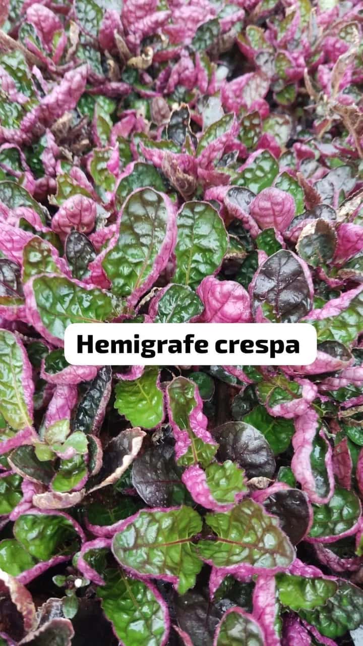 Foto: Hemigrafis crespa no viveiro do Horto Moura Brasil (etiqueta: “Hemigrafe crespa”).