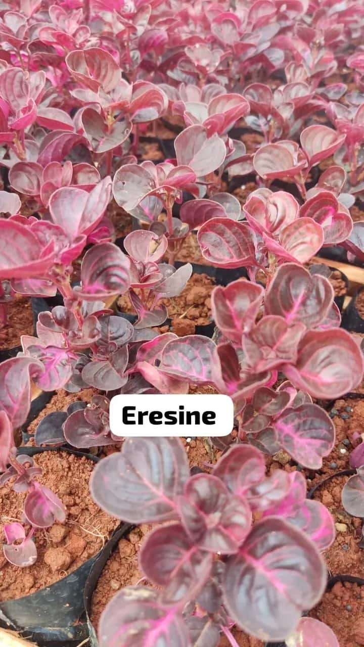 Foto: Iresine no viveiro do Horto Moura Brasil (etiqueta: “Eresine”).