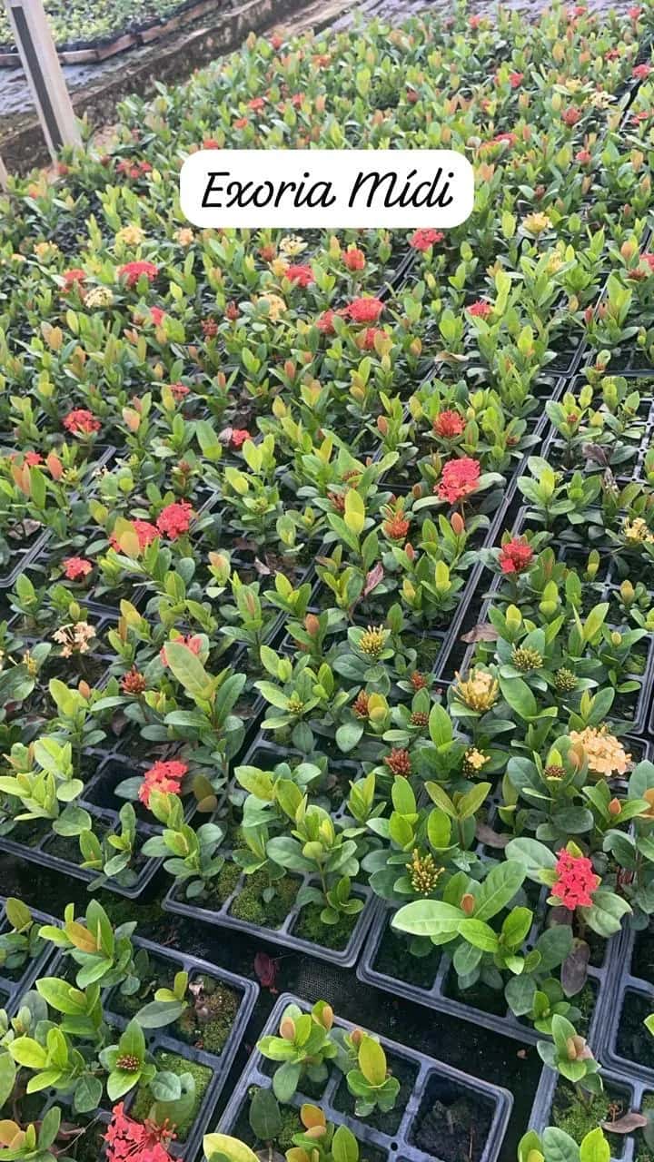 Foto: Ixora midi no viveiro do Horto Moura Brasil (etiqueta: “Exoria Mídi”).
