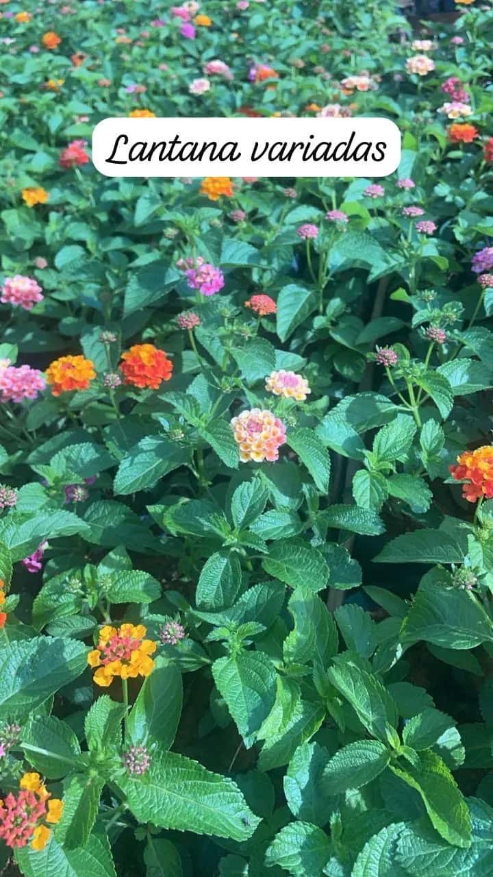 Foto: Lantana no viveiro do Horto Moura Brasil (etiqueta: “Lantana variadas”).