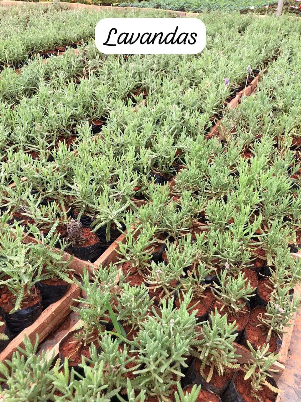 Foto: Lavanda no viveiro do Horto Moura Brasil (etiqueta: “Lavandas”).