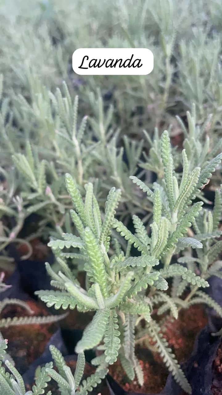 Foto: Lavanda no viveiro do Horto Moura Brasil (etiqueta: “Lavanda”).