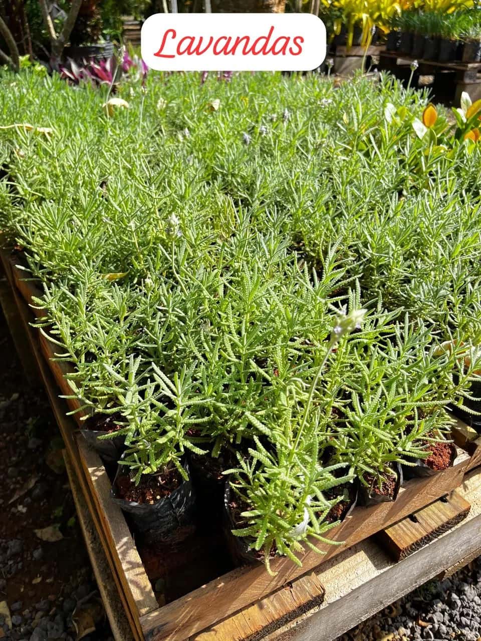 Foto: Lavanda no viveiro do Horto Moura Brasil (etiqueta: “Lavandas”).