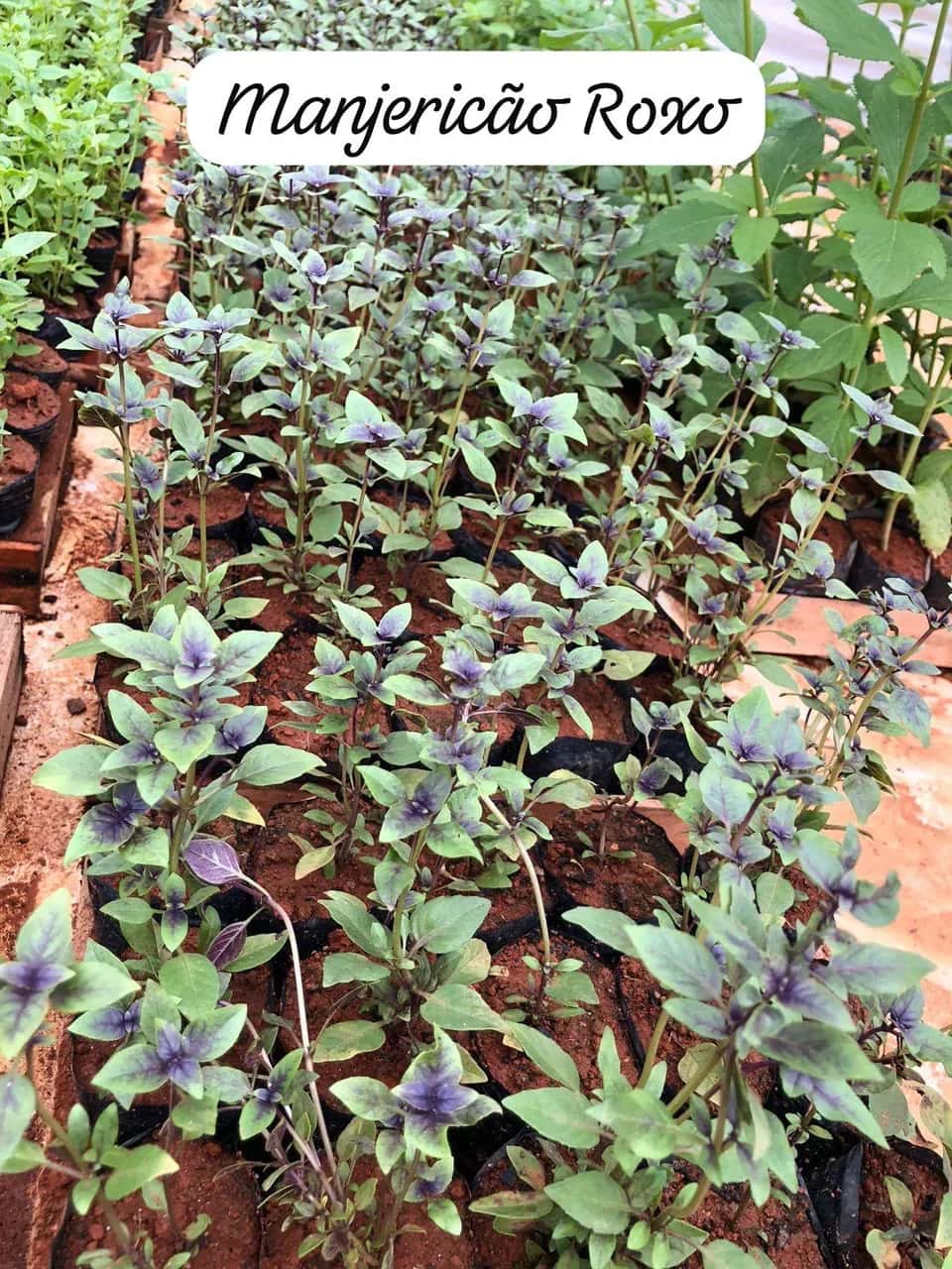 Foto: Manjericão roxo no viveiro do Horto Moura Brasil (etiqueta: “Manjericão Roxo”).