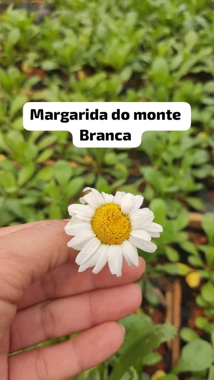 Foto: Margarida-do-monte branca no viveiro do Horto Moura Brasil (etiqueta: “Margarida do monte Branca”).