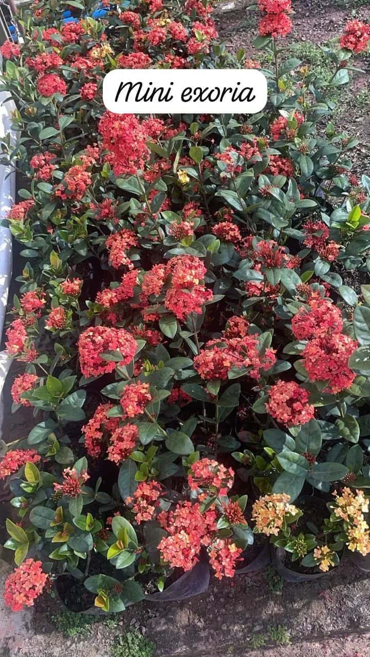 Foto: Mini-ixora no viveiro do Horto Moura Brasil (etiqueta: “Mini exoria”).