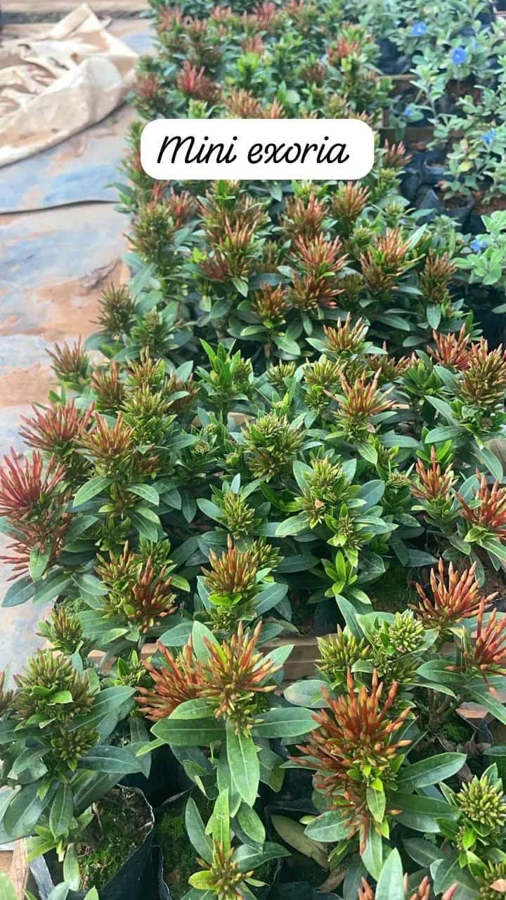 Foto: Mini-ixora no viveiro do Horto Moura Brasil (etiqueta: “Mini exoria”).