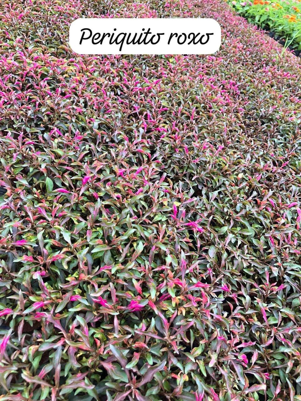 Foto: Periquito roxo no viveiro do Horto Moura Brasil (etiqueta: “Periquito roxo”).
