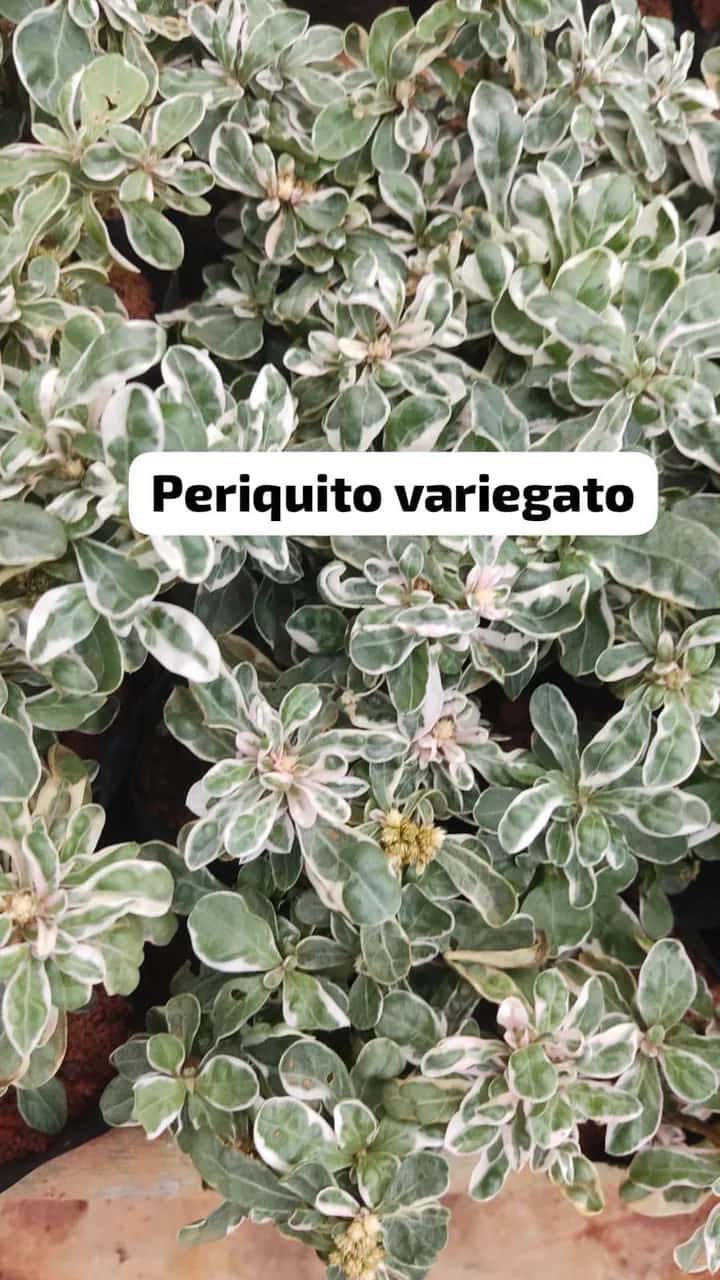 Foto: Periquito variegado no viveiro do Horto Moura Brasil (etiqueta: “Periquito variegato”).