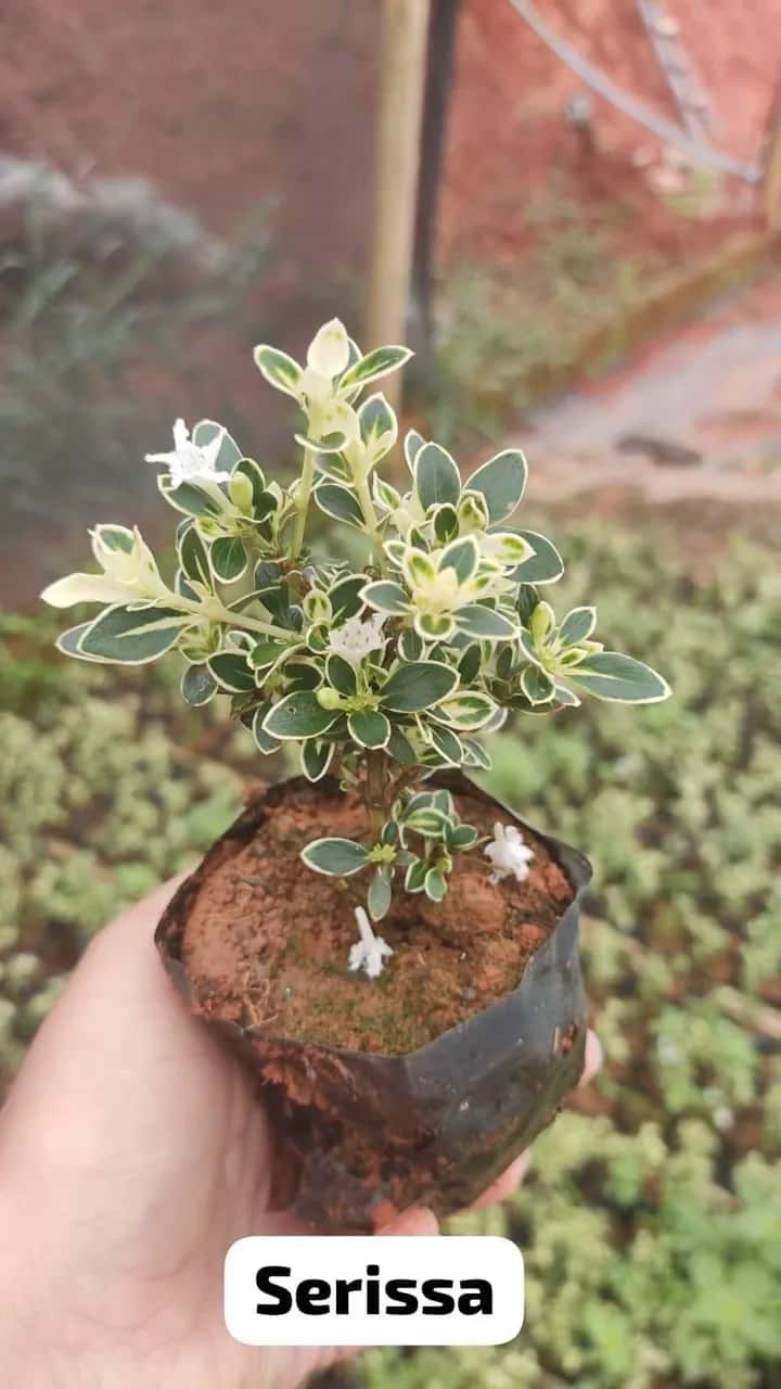 Foto: Serissa no viveiro do Horto Moura Brasil (etiqueta: “Serissa”).