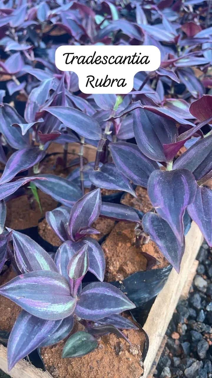 Foto: Tradescantia rubra no viveiro do Horto Moura Brasil (etiqueta: “Tradescantia Rubra”).