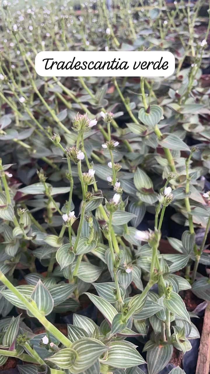 Foto: Tradescantia verde no viveiro do Horto Moura Brasil (etiqueta: “Tradescantia verde”).