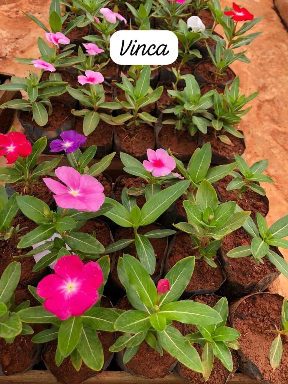 Foto: Vinca no viveiro do Horto Moura Brasil (etiqueta: “Vinca”).